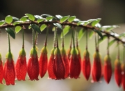 雷火电竞充值-双重奏，辽宁关键战突围雷霆，保罗世界杯接管未来