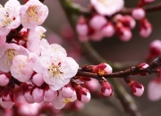 雷火电竞简介-风卷残云巴黎夜，欧冠决赛见证伯纳乌奇迹的葬礼