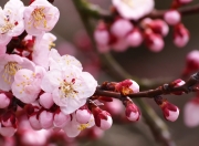 雷火电竞简介-风卷残云巴黎夜，欧冠决赛见证伯纳乌奇迹的葬礼