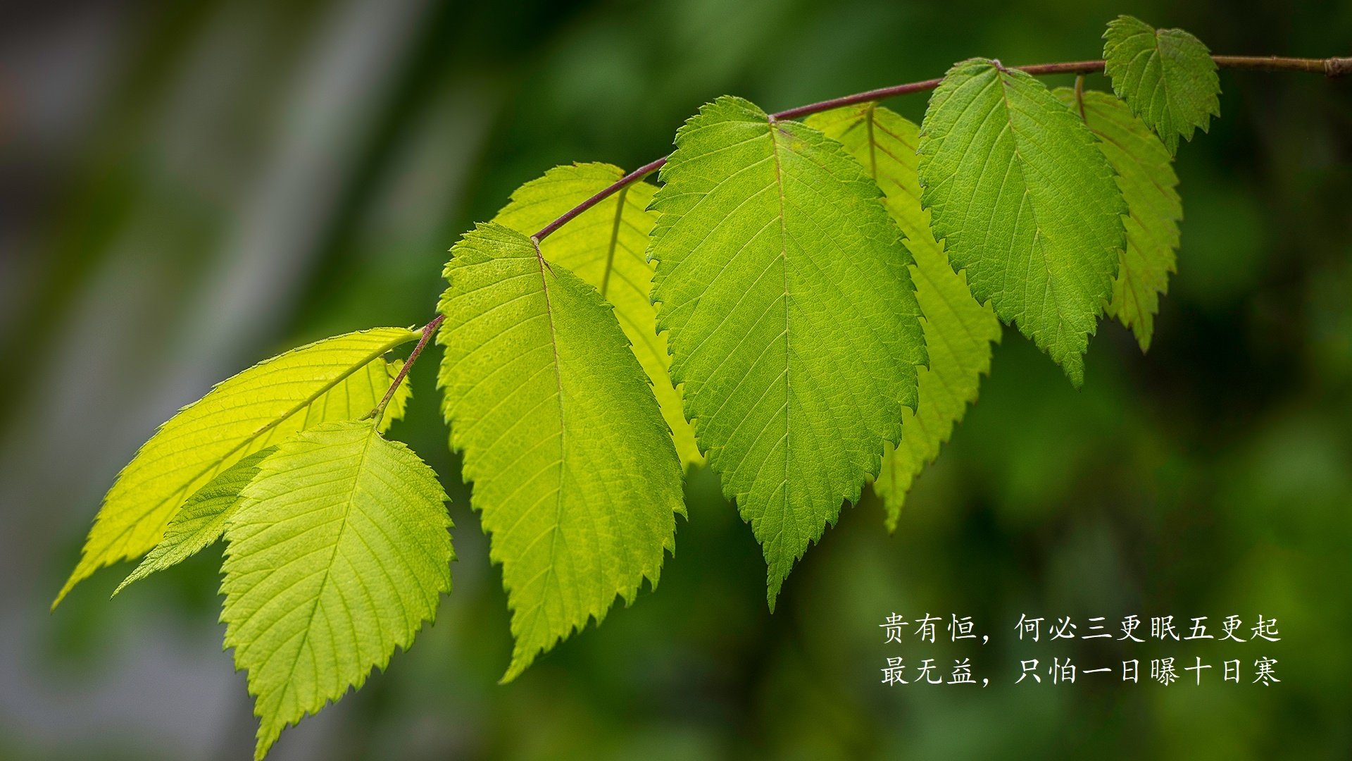 节奏之王,佩德里用一场大师级表演,为2026世界杯B组强强对话写下丹麦童话